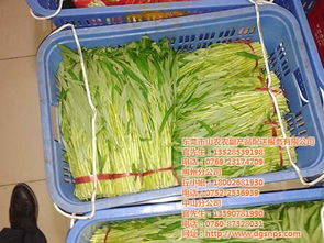東莞膳食承包企業(yè) 專業(yè)化服務(wù)與山農(nóng)農(nóng)副產(chǎn)品配送的共贏之路
